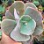 CARANCULATA - Planta para Jardins - Imagem 9