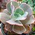 CARANCULATA - Planta para Jardins - Imagem 10