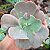 CARANCULATA - Planta para Jardins - Imagem 4