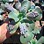 CARANCULATA - Planta para Jardins - Imagem 5