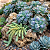 CARANCULATA - Planta para Jardins - Imagem 1