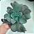 CARANCULATA - Planta para Jardins - Imagem 3