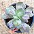 CARANCULATA - Planta para Jardins - Imagem 15