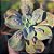CARANCULATA - Planta para Jardins - Imagem 8