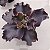 THANOS - Suculenta Gibbiflora - Imagem 6