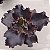 THANOS - Suculenta Gibbiflora - Imagem 5