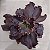 THANOS - Suculenta Gibbiflora - Imagem 2