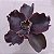 THANOS - Suculenta Gibbiflora - Imagem 9