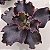 THANOS - Suculenta Gibbiflora - Imagem 4