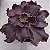 THANOS - Suculenta Gibbiflora - Imagem 3
