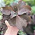 THANOS - Suculenta Gibbiflora - Imagem 4