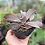 THANOS - Suculenta Gibbiflora - Imagem 3