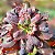 THANOS - Suculenta Gibbiflora - Imagem 2