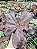 THANOS - Suculenta Gibbiflora - Imagem 7