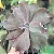 THANOS - Suculenta Gibbiflora - Imagem 5
