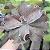 THANOS - Suculenta Gibbiflora - Imagem 6