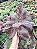 THANOS - Suculenta Gibbiflora - Imagem 8