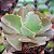 CUPENO - Imagem 5