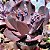 DAKOTA- Planta Suculenta Gibbiflora para Jardim - Imagem 3