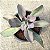 GERMAN VARIEGATA - Imagem 2