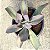 GERMAN VARIEGATA - Imagem 3