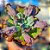 MONSTONE- Planta Suculenta Gibbiflora para Jardim - Imagem 1