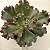GESUALDO- Planta Suculenta Gibbiflora para Jardim - Imagem 14