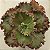 GESUALDO- Planta Suculenta Gibbiflora para Jardim - Imagem 2