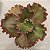 GESUALDO- Planta Suculenta Gibbiflora para Jardim - Imagem 4