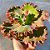 GESUALDO- Planta Suculenta Gibbiflora para Jardim - Imagem 6