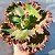 GESUALDO- Planta Suculenta Gibbiflora para Jardim - Imagem 7