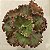 GESUALDO- Planta Suculenta Gibbiflora para Jardim - Imagem 5