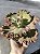 GESUALDO- Planta Suculenta Gibbiflora para Jardim - Imagem 3
