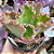 GESUALDO- Planta Suculenta Gibbiflora para Jardim - Imagem 2