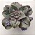 GRAY DAISY - Imagem 4