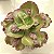 J. DESPREZ- Planta Suculenta Gibbiflora para Jardim - Imagem 3