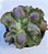 J. DESPREZ- Planta Suculenta Gibbiflora para Jardim - Imagem 7