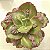 J. DESPREZ- Planta Suculenta Gibbiflora para Jardim - Imagem 2