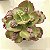 J. DESPREZ- Planta Suculenta Gibbiflora para Jardim - Imagem 4