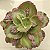 J. DESPREZ- Planta Suculenta Gibbiflora para Jardim - Imagem 5