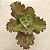 J. DESPREZ- Planta Suculenta Gibbiflora para Jardim - Imagem 6