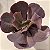 Mauna Brasileira - Suculenta Echeveria Gibbiflora - Imagem 5