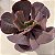Mauna Brasileira - Suculenta Echeveria Gibbiflora - Imagem 3