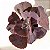 Mauna Brasileira - Suculenta Echeveria Gibbiflora - Imagem 6