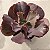 Mauna Brasileira - Suculenta Echeveria Gibbiflora - Imagem 4