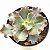 Virginea lee - Suculenta Gibbiflora Exótica - Imagem 6