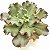 Virginea lee - Suculenta Gibbiflora Exótica - Imagem 5
