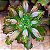 VIRGINEA LEE - Suculenta Gibbiflora Exótica - Imagem 1