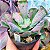 NICOLAS- Planta Suculenta Gibbiflora para Jardim - Imagem 5