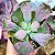 NICOLAS- Planta Suculenta Gibbiflora para Jardim - Imagem 2